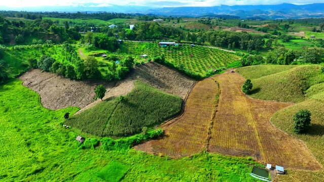 Drone's eye view captures patchwork quilts of crops on rolling hills and plateaus, a symphony of nature and human endeavor, painting the landscape in vibrant hues. Cultivation concept. Thailand.
