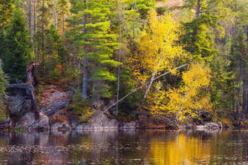 autumn in the forest