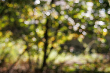 out of focus background of nature foliage