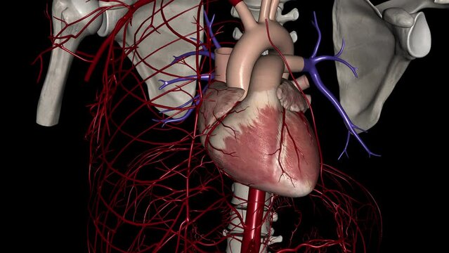 The right and left coronary arteries supply blood to your heart.