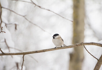 Black-headed Chickadee bird on branch in winter