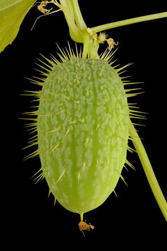Wild Cucumber (Echinocystis lobata). Immature Fruit Closeup
