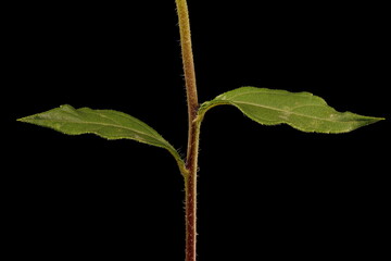 Jerusalem Artichoke (Helianthus tuberosus). Alternate Upper Stem Leaves Closeup