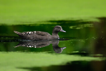 a closeup of an african black duck on a pond with a blurry background 