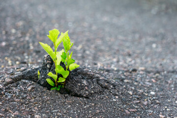 Top view of plant growing on road. Close-up of plant growing on road. Plant as asphalt breaker. Weed growing in a crack.. Concept survival of nature.