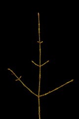 Warted Spindle (Euonymus verrucosus). Wintering Twig Closeup