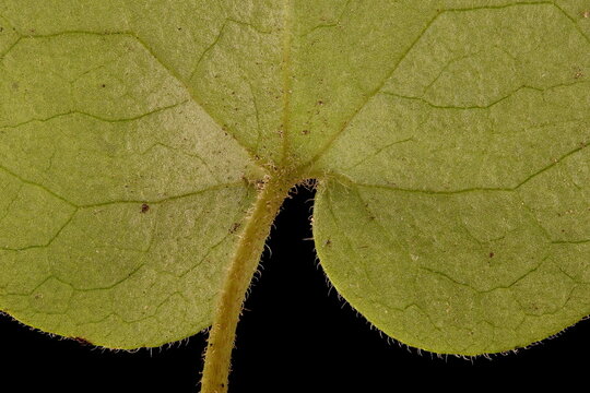 Asarabacca (Asarum europaeum). Leaf Detail Closeup