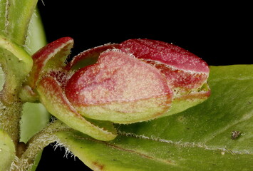 Cowberry (Vaccinium vitis-idaea). Terminal Bud Closeup