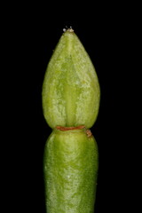 Bilberry (Vaccinium myrtillus). Pseudoterminal Bud Closeup