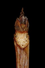 Red-Berried Elder (Sambucus racemosa). Pseudoterminal Buds Closeup