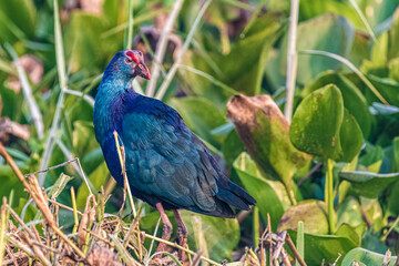 A Purple Swamphen