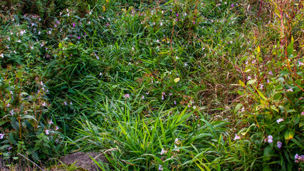 Colourful greenery of grass and flowers