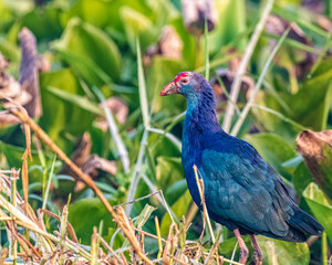 A Purple Swamphen