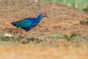 A Purple Swamphen
