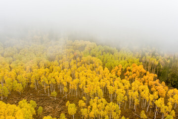 Autumn Aspen forest fades to fog