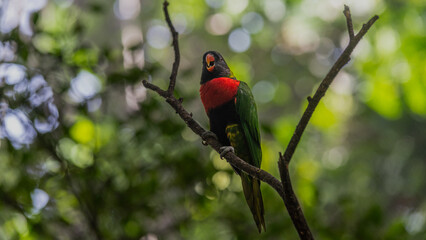 red headed woodpecker