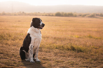 happy central asian shepherd dog sitting portrait in the summer at sunset running on a golden field