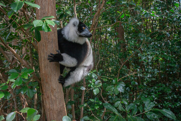 Cute black-and-white ruffed lemur. Endangered endemic animal in natural forest habitat, Madagascar