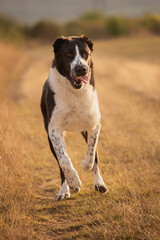 happy central asian shepherd dog running portrait in the summer at sunset running on a golden field