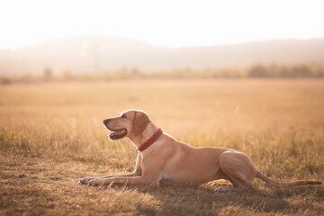 happy retriever pointer type dog portrait in the summer at sunset on a golden field lying down - obrazy, fototapety, plakaty