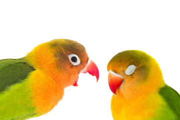 calm and anger concept shot of Fisher parrots isolated on white background