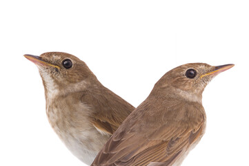 nightingale isolated on white background