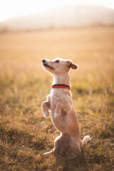 happy retriever dachshund type small mixed dog portrait in the summer at sunset on a golden field...