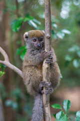 Cute bamboo lemur. Endangered endemic animal in natural forest habitat, Madagascar