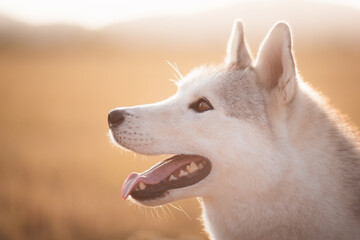 happy siberian husky dog portrait in the summer at sunset on a golden field - Powered by Adobe