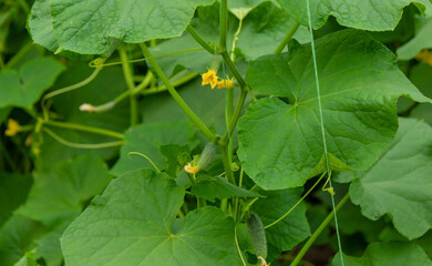 Organic cultivation of cucumbers. Close-up of fresh green vegetables ripening in a greenhouse.