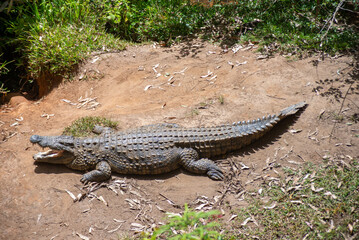 A Nile Crocodile seen next to a lake on a safari in Africa