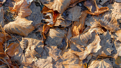 Autumn, a carpet of dry, fallen leaves on the ground.