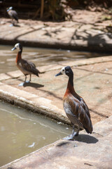 White-faced whistling duck in Madagascar