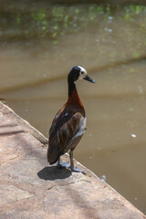White-faced whistling duck in Madagascar