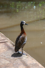 White-faced whistling duck in Madagascar