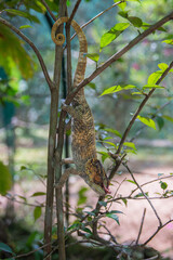 Calumma brevicorne, the short-horned chameleon, is a species of chameleon endemic to Madagascar
