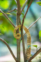 Calumma brevicorne, the short-horned chameleon's tail, is a species of chameleon endemic to Madagascar