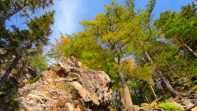 Mountain rocks, trees landscape on blue sky. Calm natural scene, sunny day, view, nature, tree, pine, park, stones, rocky, rock, peak, cliff, hill, wild, season, trunk, roots, root, hd. ProRes 422HQ
