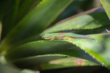 Madagascar giant day gecko