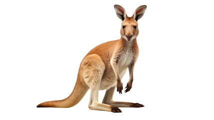 kangaroo standing isolated on transparent background