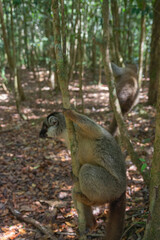 Cute common brown lemurs with orange eyes. Endangered endemic animal in natural forest habitat, Madagascar