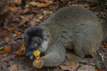 Woman with cute common brown lemurs with orange eyes. Endangered endemic animal in natural forest habitat, Madagascar