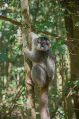 Cute Common brown lemur with orange eyes. Endangered endemic animal in natural forest habitat, Madagascar
