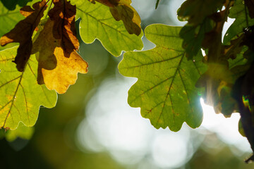 Autumn colorful leaves on oak branch for background.