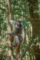 Cute Common brown lemur with orange eyes. Endangered endemic animal in natural forest habitat, Madagascar