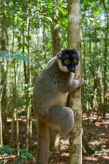 Cute Common brown lemur with orange eyes. Endangered endemic animal in natural forest habitat, Madagascar
