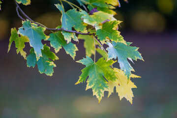 Autumn colored leaves on a maple branch.