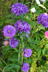 Garden asters grow in flower beds