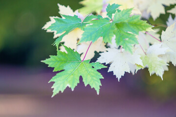 Autumn colored leaves on a maple branch.