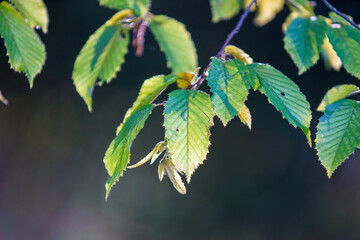 Autumn colored leaves on a beech branch.